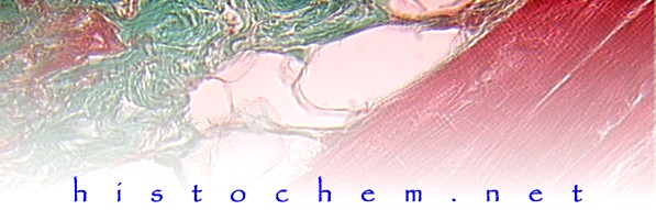 Immunohistochemistry techniques
